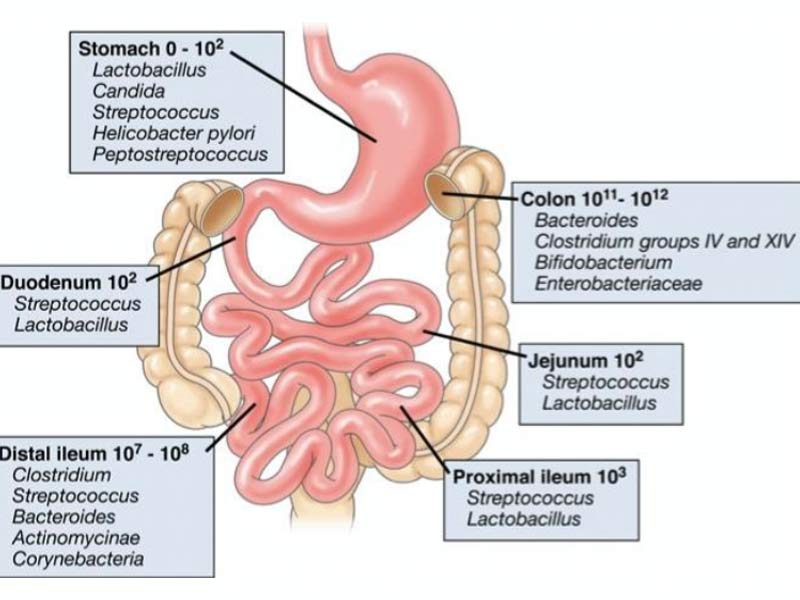 Il microbioma umano, la biodiversità microbica e il microbioma intestinale - Olobiotico