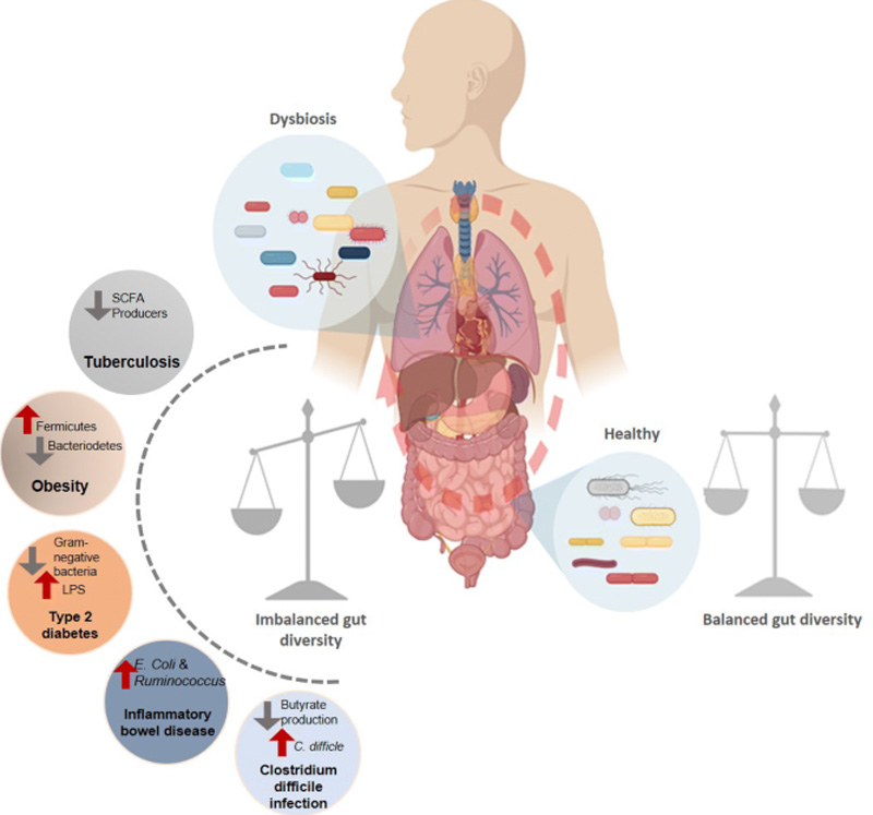 Il microbioma umano, la biodiversità microbica e il microbioma intestinale - Olobiotico