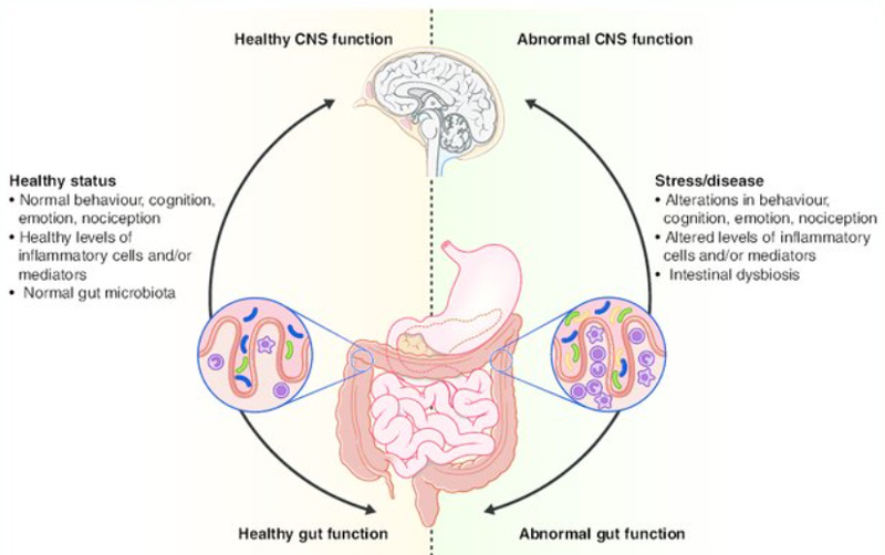 Il microbioma umano, la biodiversità microbica e il microbioma intestinale - Olobiotico