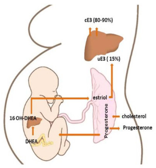 Biosintesi dell’estriolo - Olobiotico