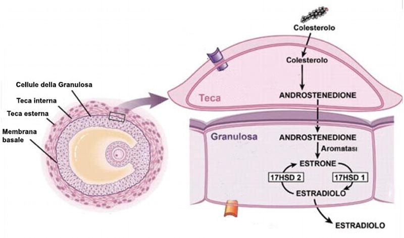 Via di produzione dell’estradiolo nel follicolo ovarico - Olobiotico