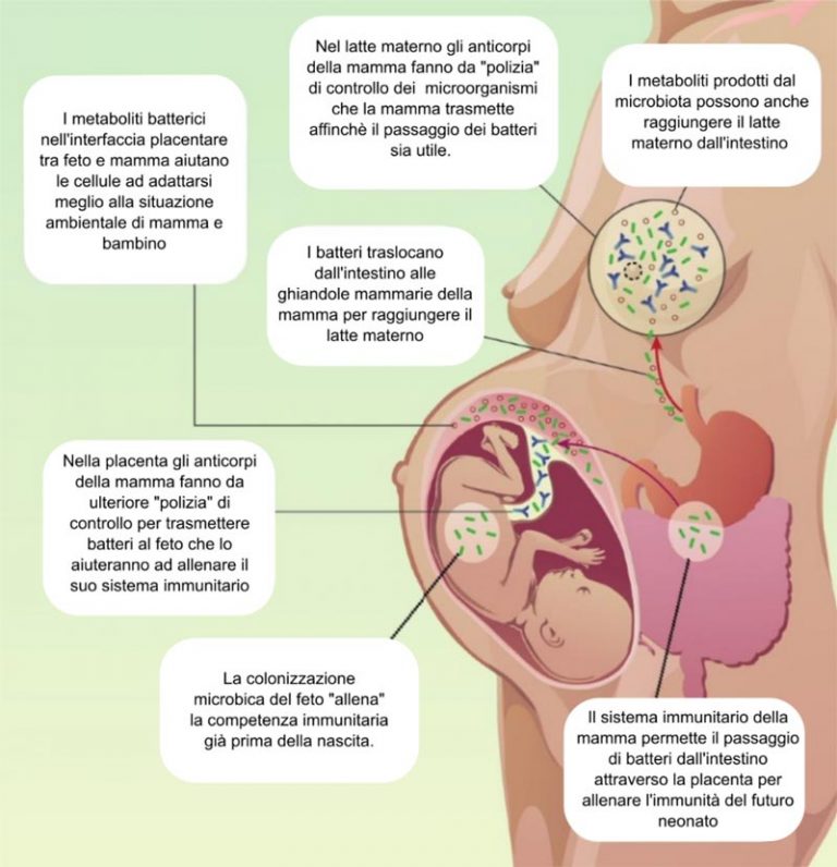 Il dialogo tra microbiota materno e fetale - Olobiotico