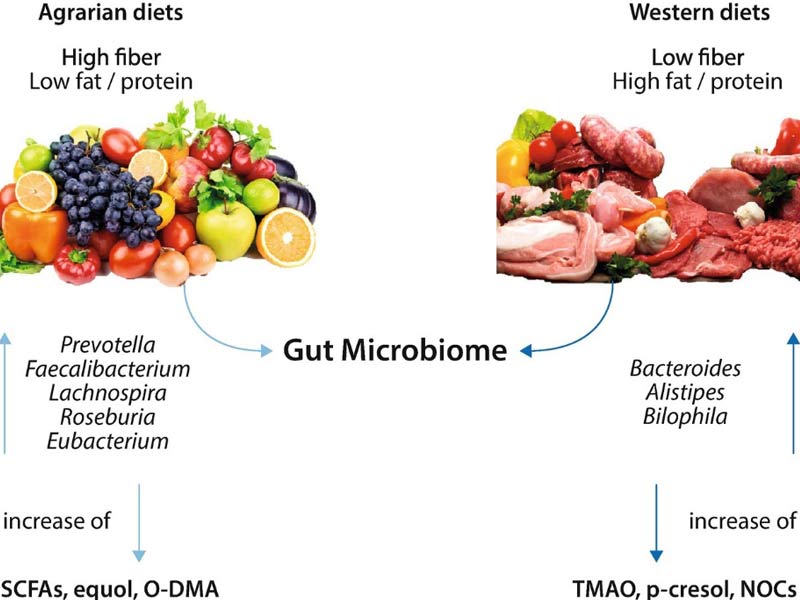 L’effetto della dieta sul microbioma intestinale e la nuova frontiera del food design - Olobiotico