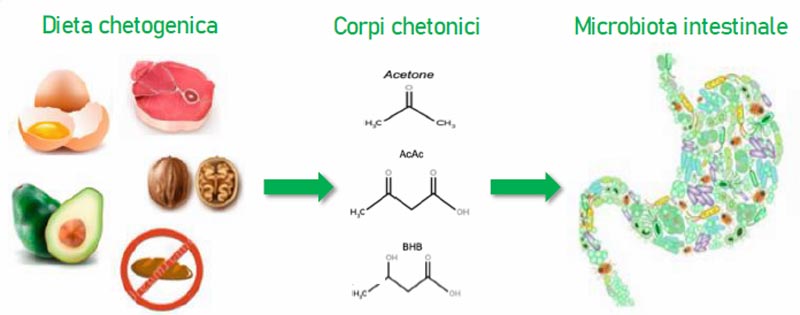 Microbiota intestinale e dieta Chetogenica - Olobiotica