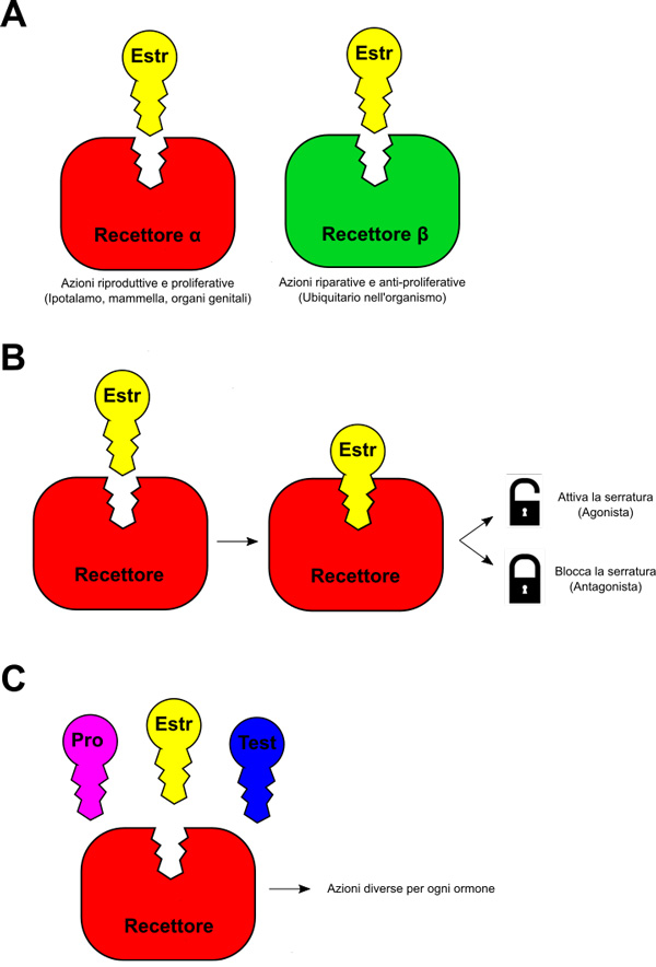 Rappresentazione dell’interazione tra ormoni e recettori per gli estrogeni. - Olobiotico